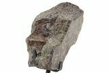 Fossil Sauropod Vertebra Section with Metal Stand - Colorado #350626-2